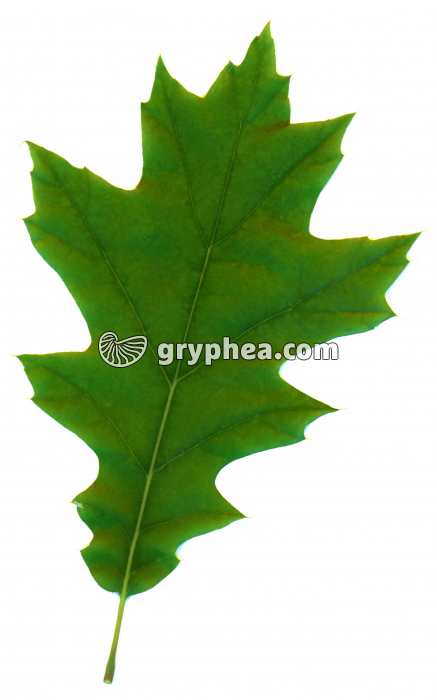 Chêne rouge -  Feuille (Quercus rubra) - gryphea.org
